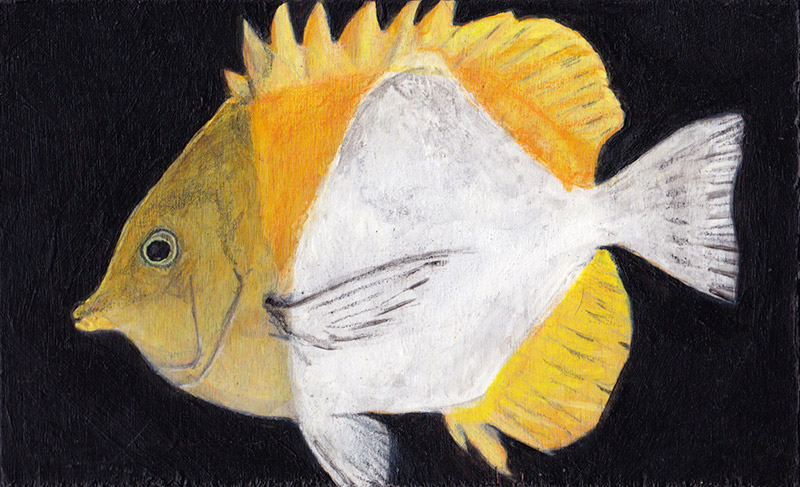 Yellow and white fish against black background.