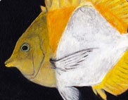 Butterfly fish painting.