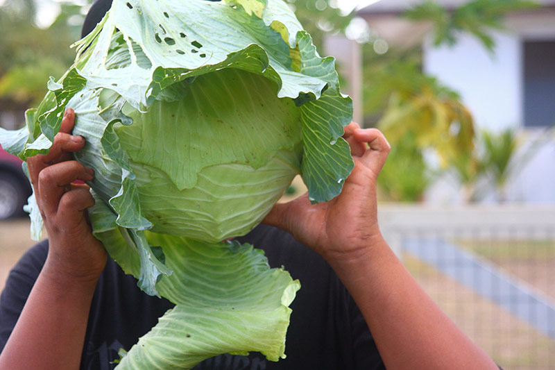 Boy holding up large cabbage in front of face.