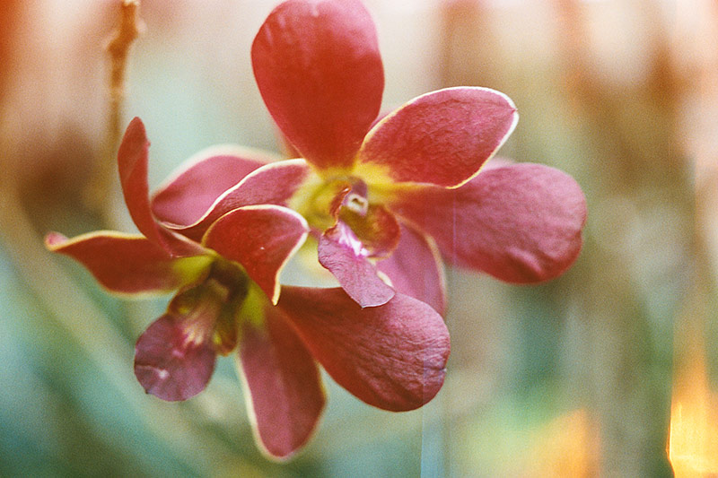 Maroon and yellow orchids.